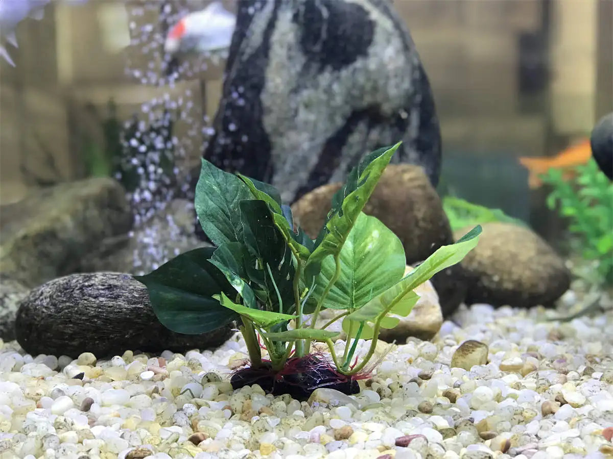Plantes artificielles décoratives pour aquarium Plantes aquatiques décoratives pour aquarium